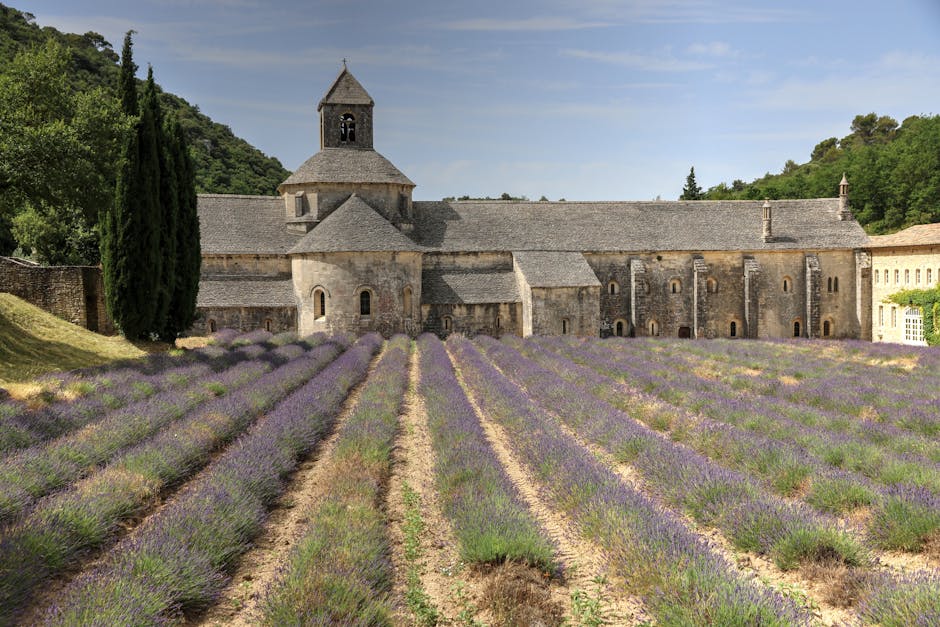 Sénanque Abbey with vibrant lavender fields in Gordes, Provence, France.