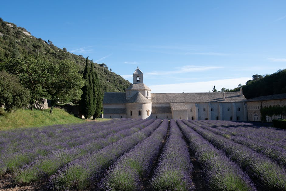 Serene lavender fields bloom before an ancient abbey in Provence, France, under a clear blue sky.