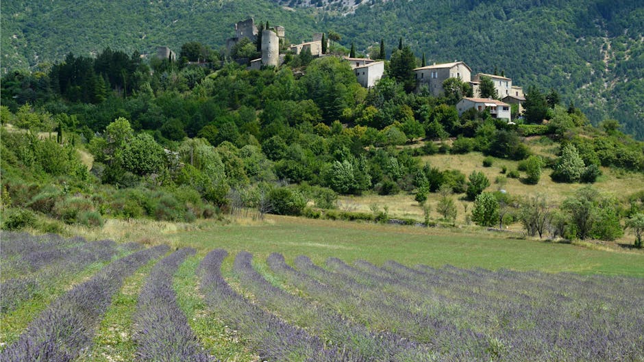 A scenic view of lavender fields leading to a historic village nestled in Provence, France.