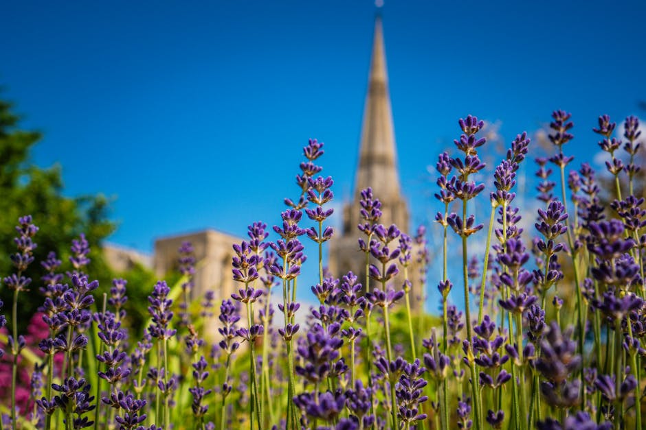 Vibrant lavender field in the foreground with a gothic cathedral spire in the background on a sunny day.
