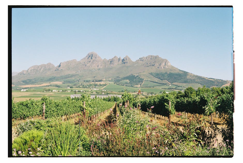 Lush vineyard landscape with mountain backdrop under a clear blue sky.